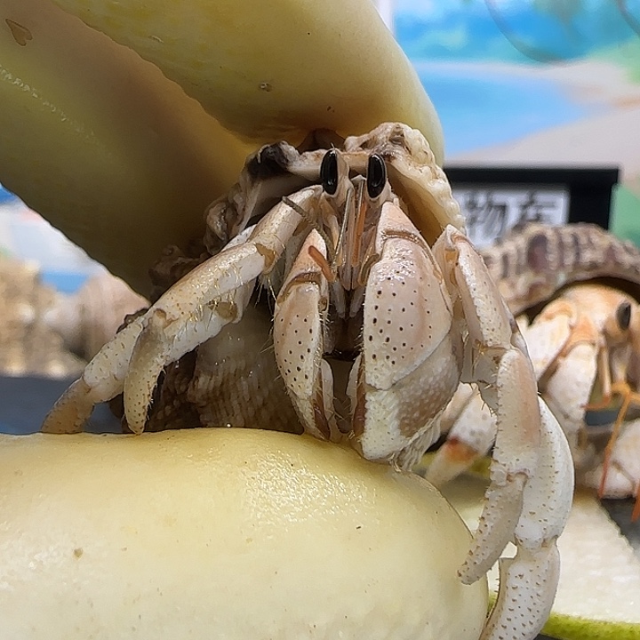 A10奶茶色 西沙灰白1.3cm口径