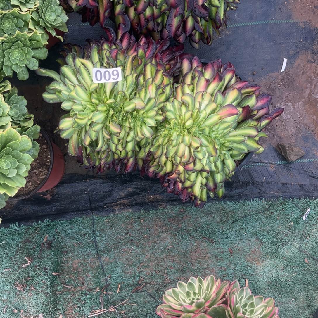 009华纳锦缀多肉植物