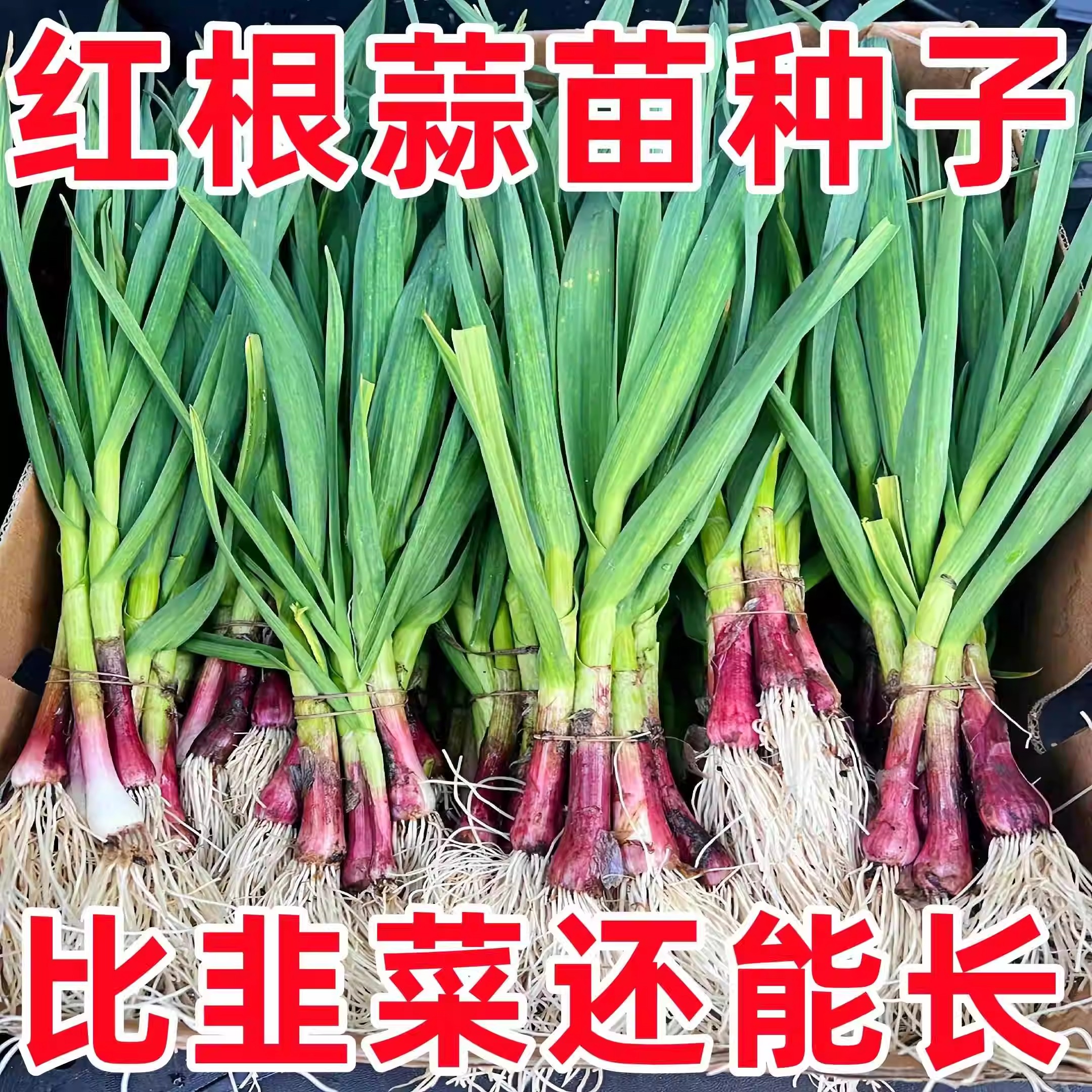 四季红根蒜苗种子红头葱葱籽葱头葱种籽四季农家室内菜蔬菜种子孑