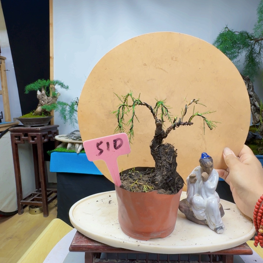 用***6无花朵三春柳柽柳垫片那样多