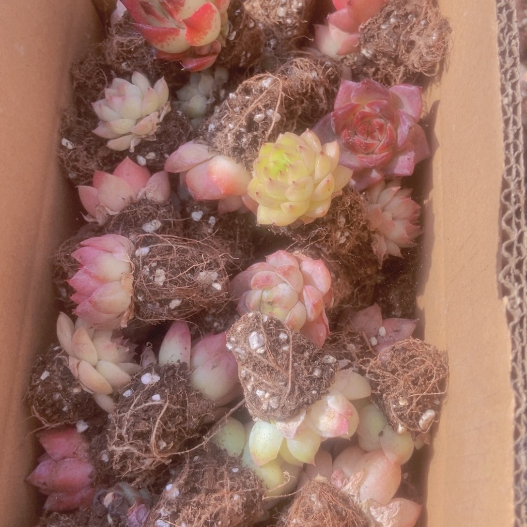 精品多肉植物保底60