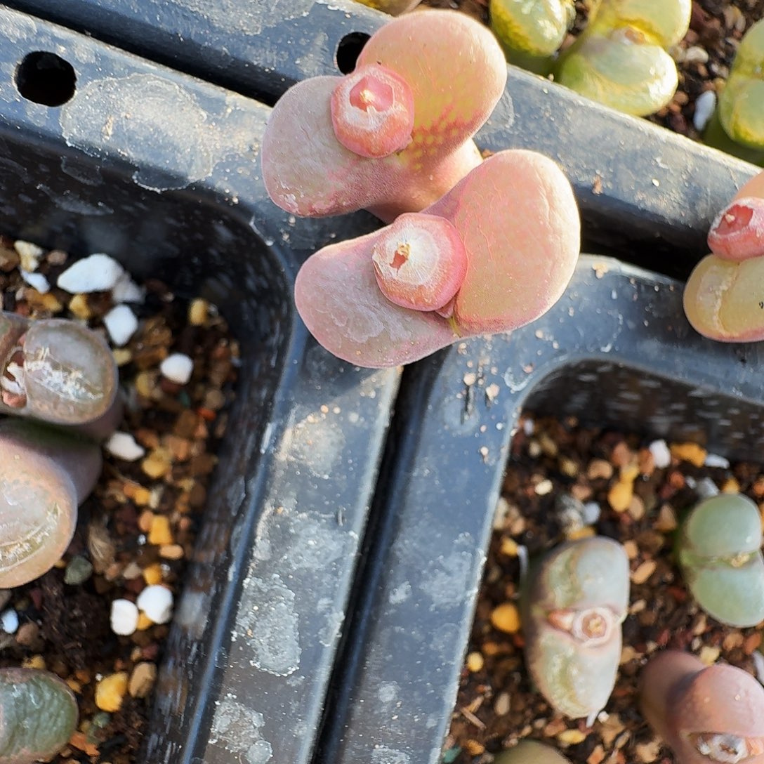 雷***蕾多肉植物福利风铃90