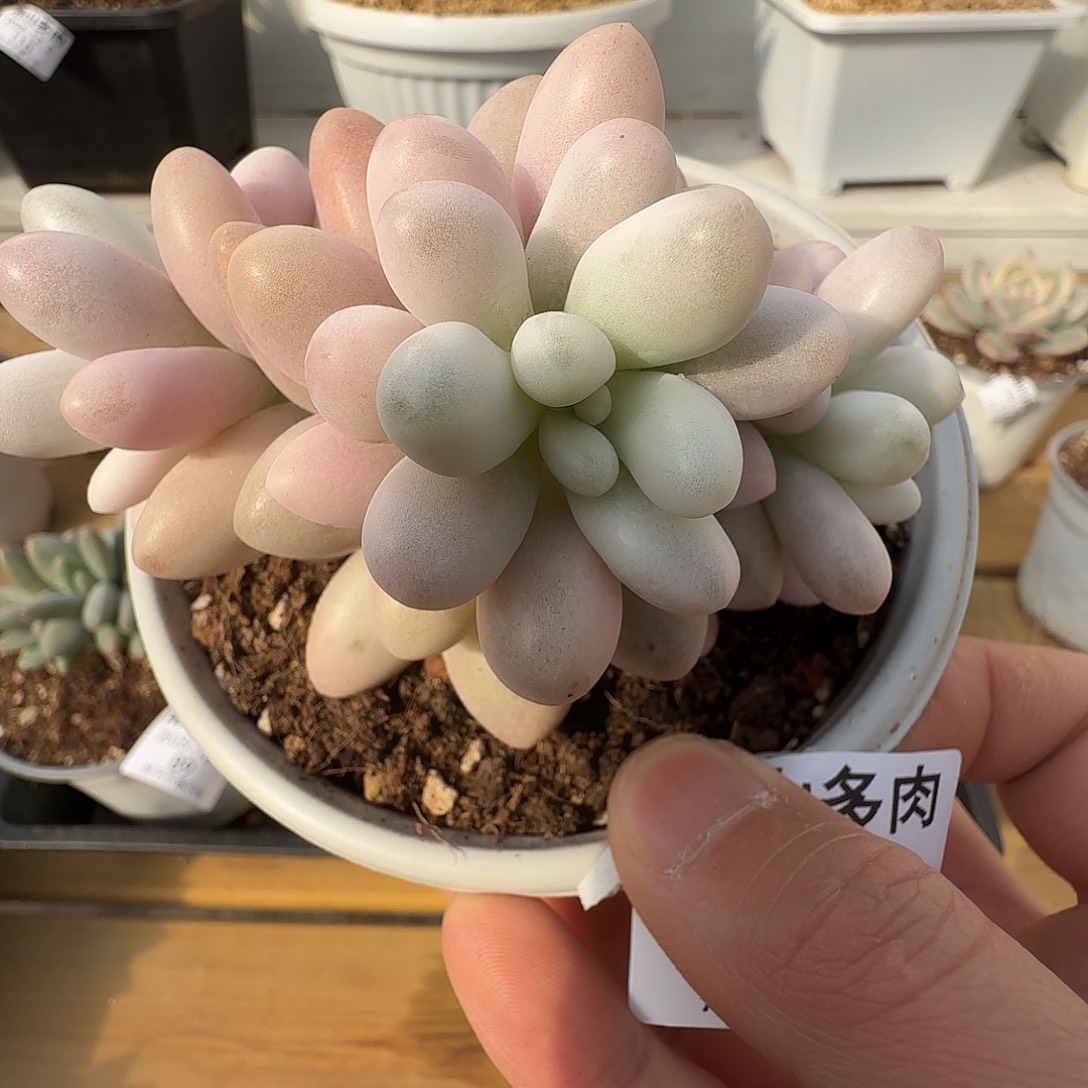 粉恋11111111122-83