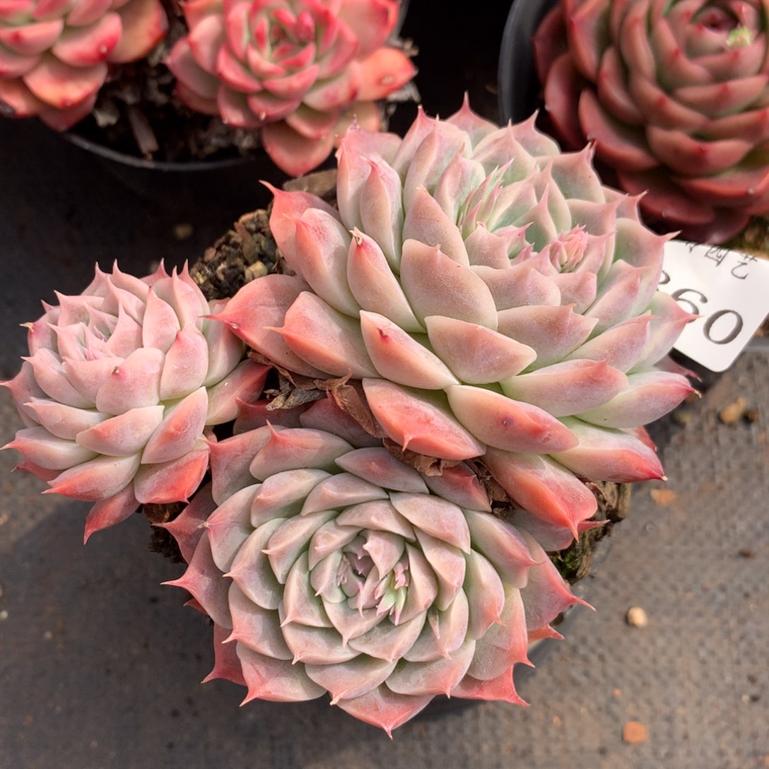 5860新年快乐发发发