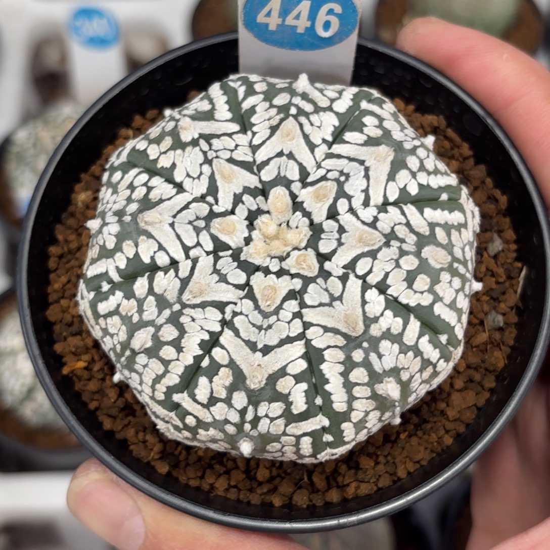 446实生V字兜带盆带土