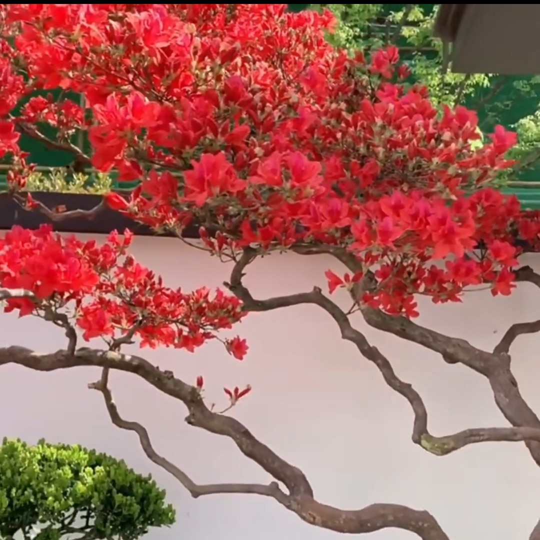 安徽大别山先花后叶品种老桩映山红