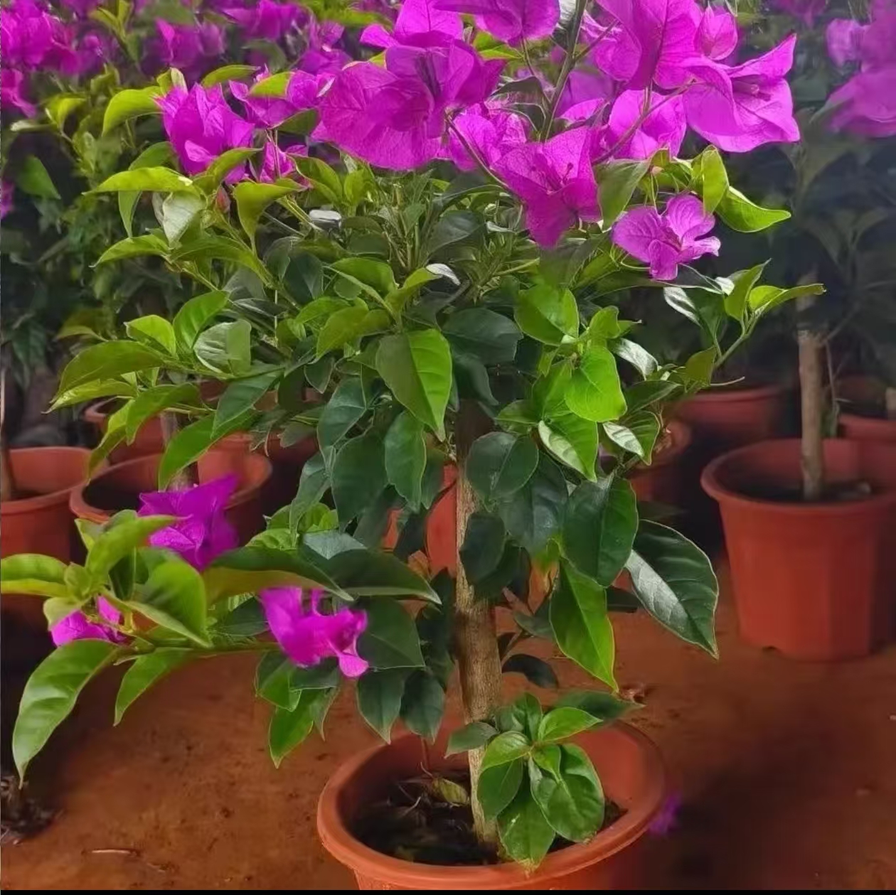 x【顺丰发货】三角梅盆栽四季开花植物适合阳台庭院种植