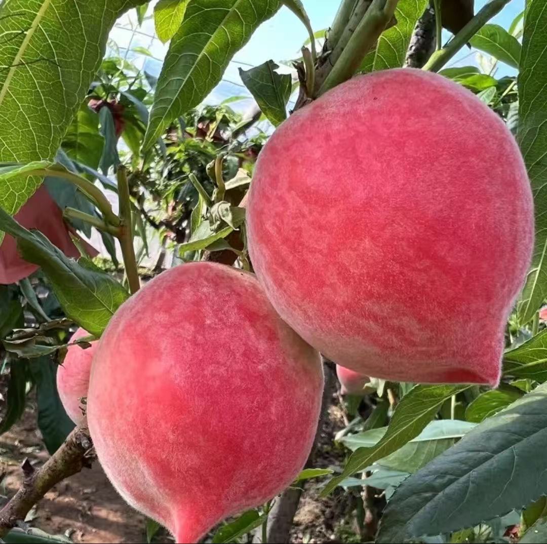 【新鲜现摘】当季水蜜桃水果脆甜多汁新鲜桃子毛桃孕妇宝宝最爱整箱