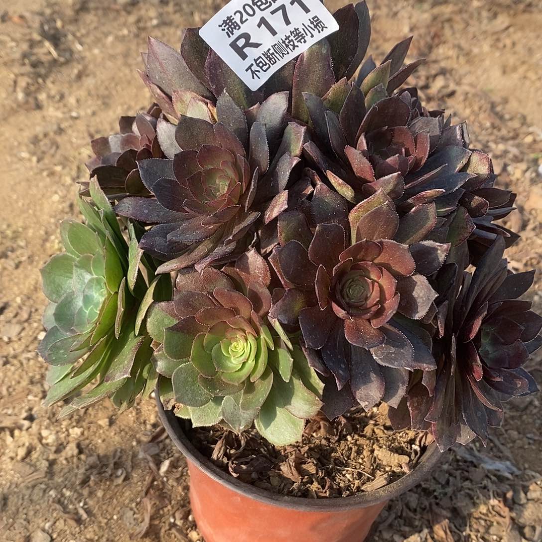 171万灰花脸多肉法师锦