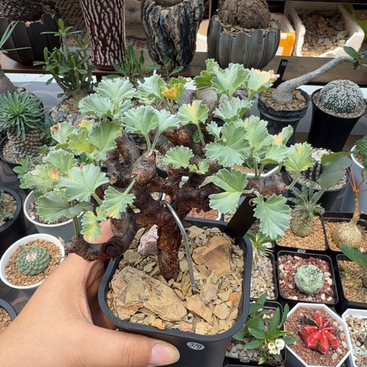 枝干洋葵379 仙人球