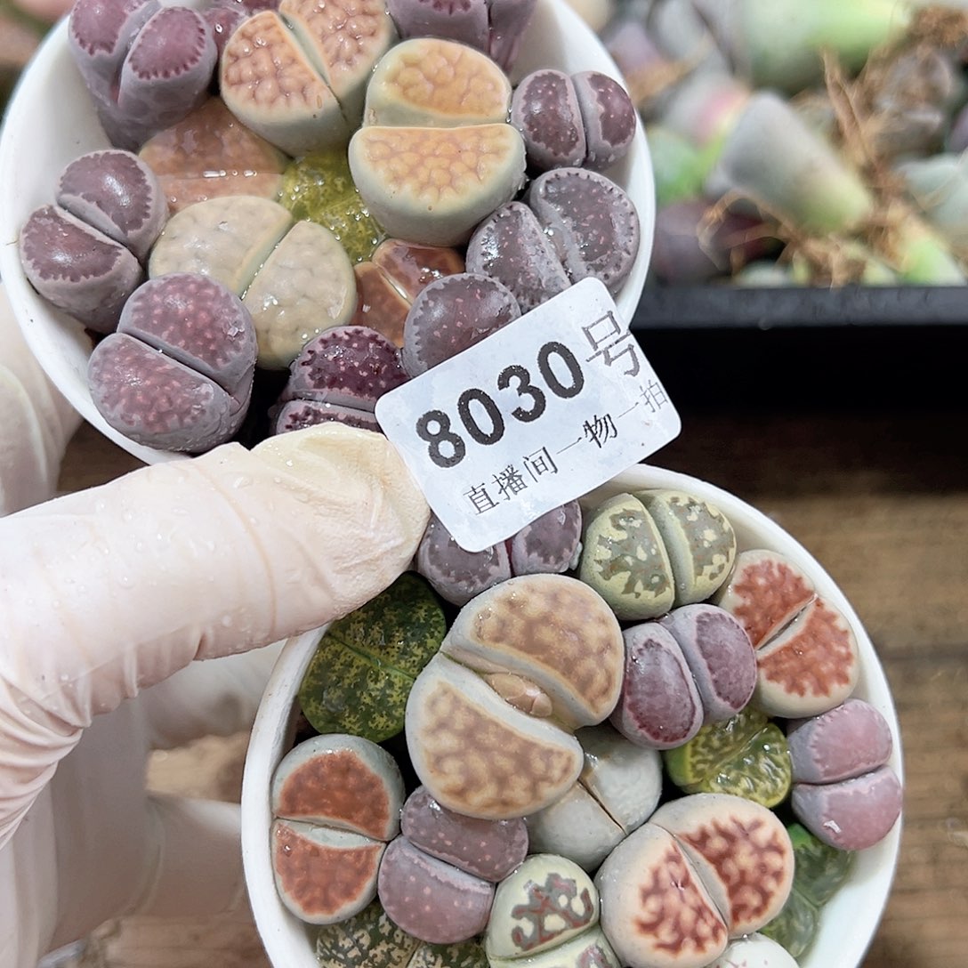 8030 好养易活生石花大母本两盆特价处理