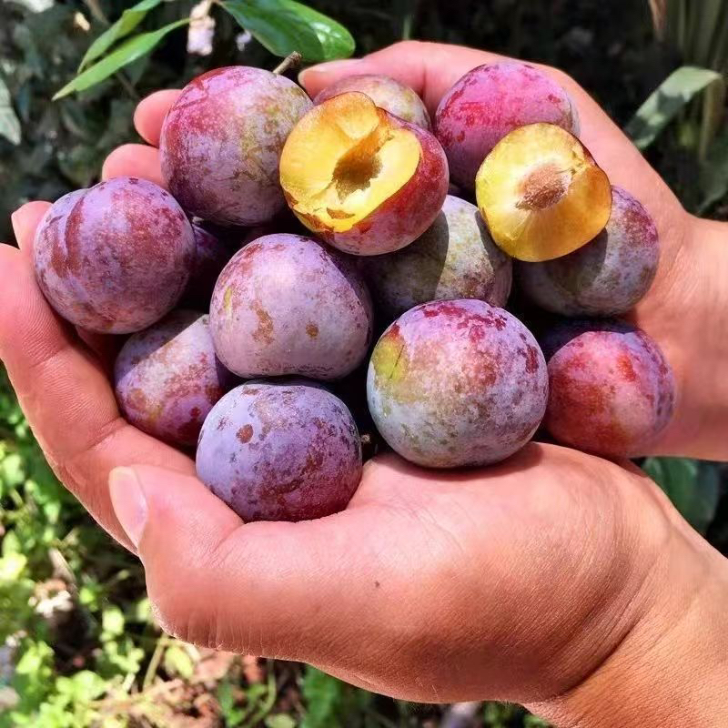 【陆月甄选】四川高山蜂糖脆红李，香甜可口，2.5-5斤顺丰包邮四川省