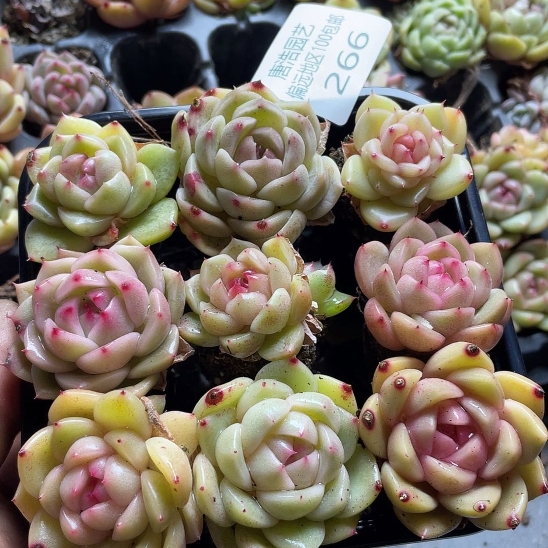 珍妮混一物一拍266