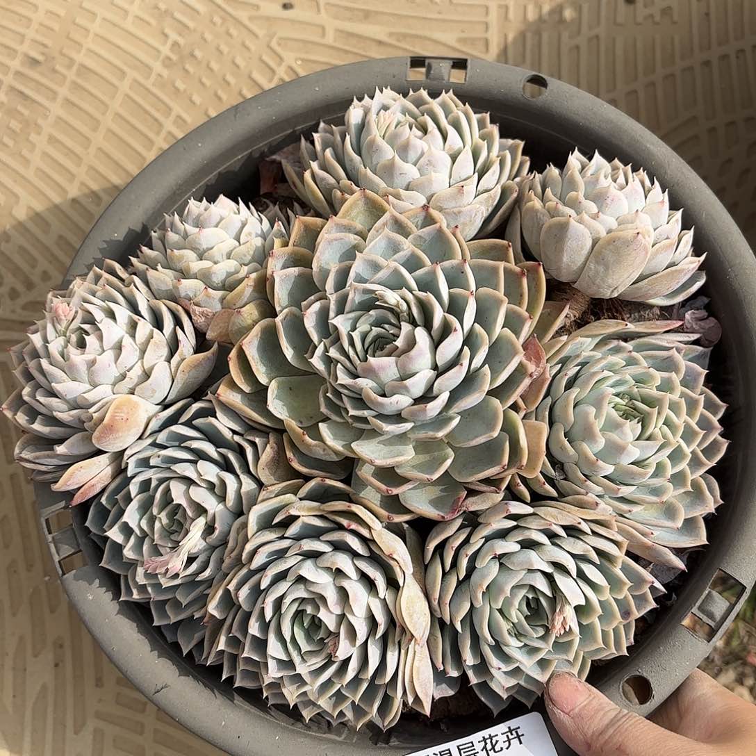 同温层多肉约瑟琳155