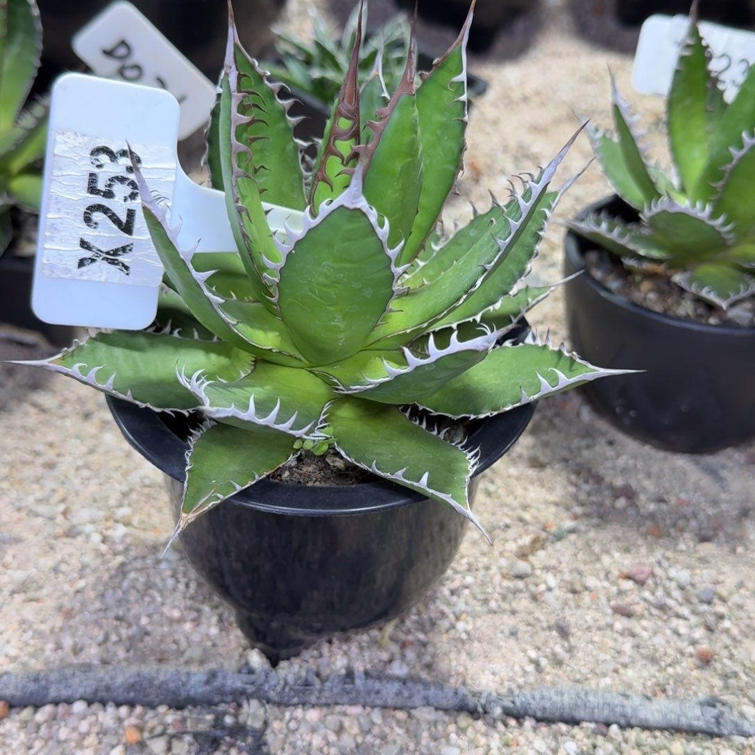 犇***哥福利强密刺霍利达脱土发