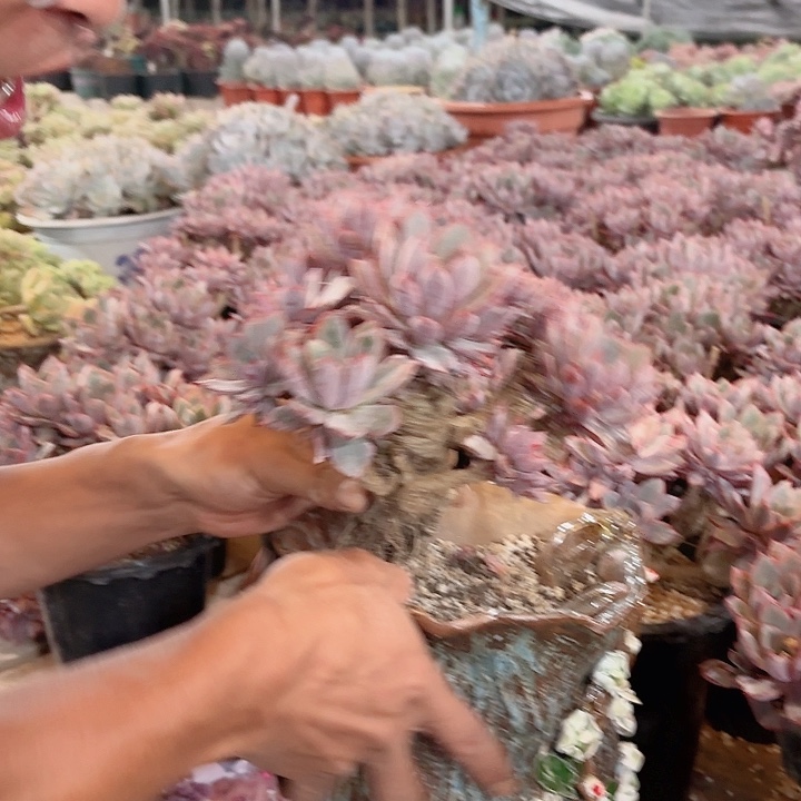 赫拉老桩大群多肉