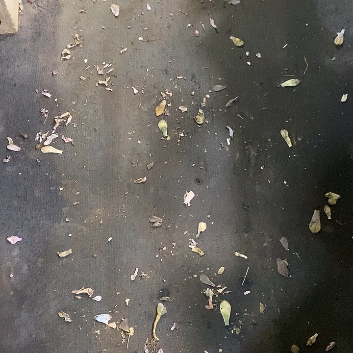 L***c多肉植物多肉寄养多肉