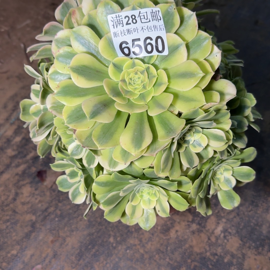 6560绿豆沙不包断枝多肉