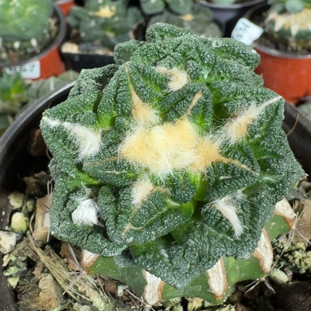 【闪购商品】双头苗接螺旋辛顿269仙人球