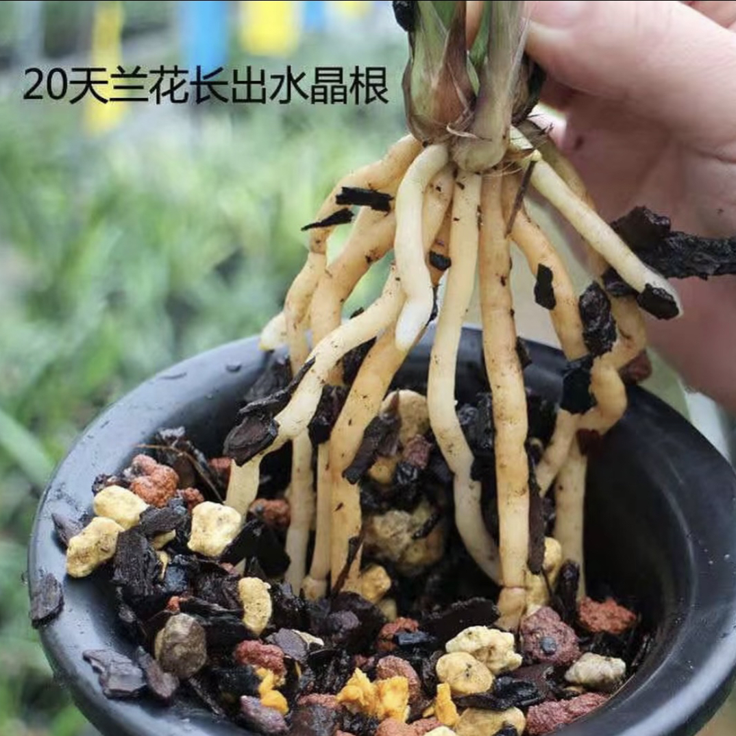 兰花四合一植料 疏松保湿滤水 易养出水晶根