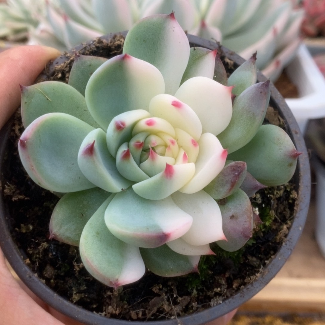 066锦锦锦锦锦锦锦锦锦