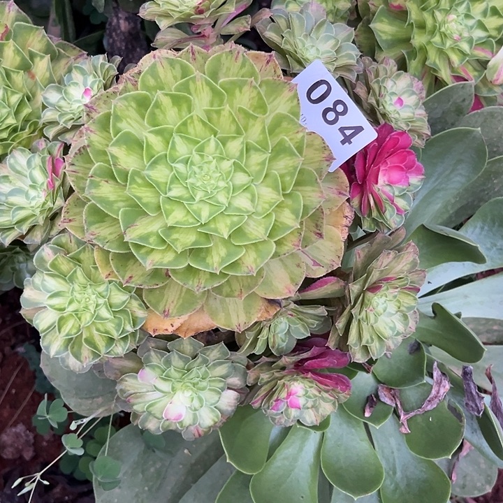 精品多肉植物084知否