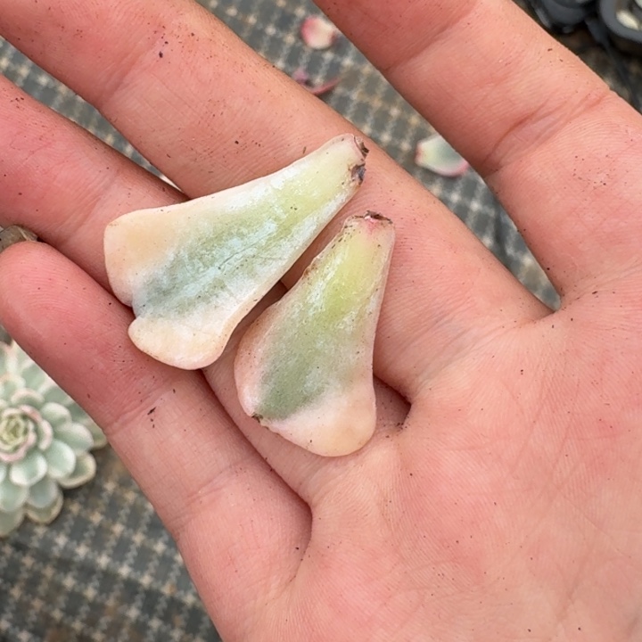 福利特玉莲叶片一物一拍