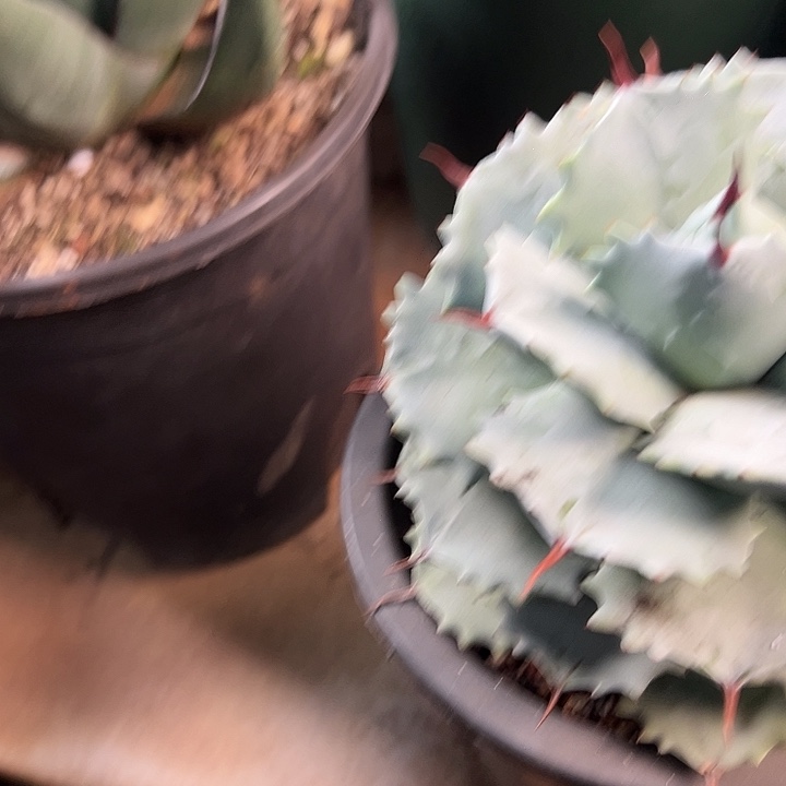 无花朵多肉植物白银甲蟹