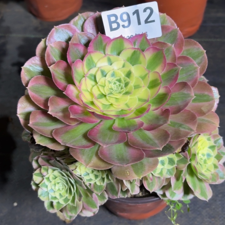 瑞妈多肉植物，912.