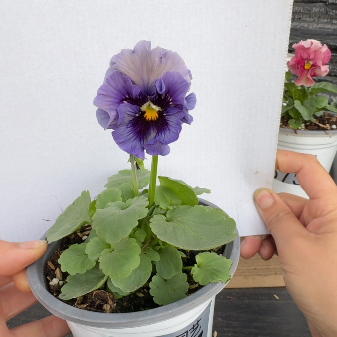 无花朵387号角堇