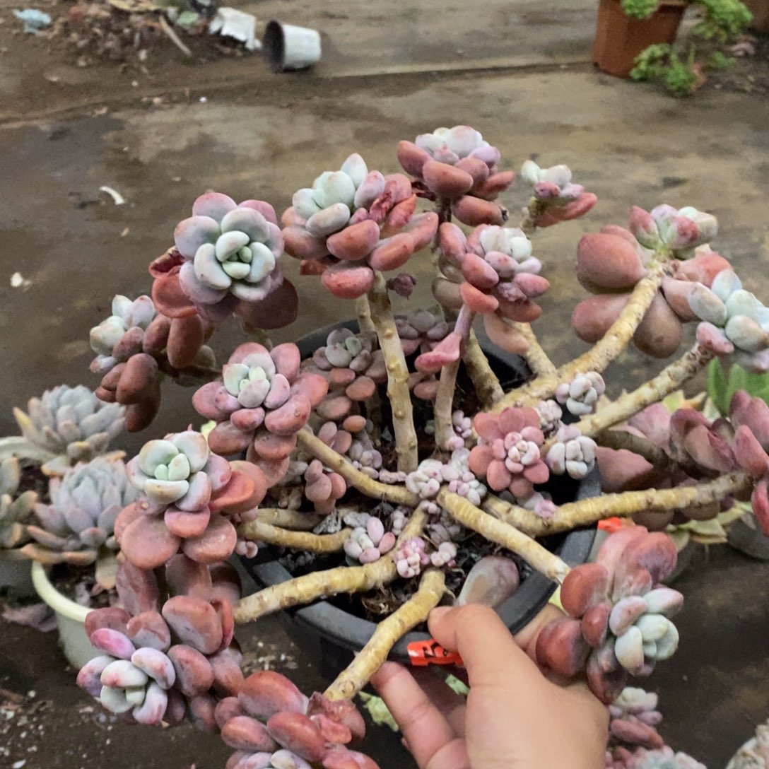 红洛神大盆整桩，230杯