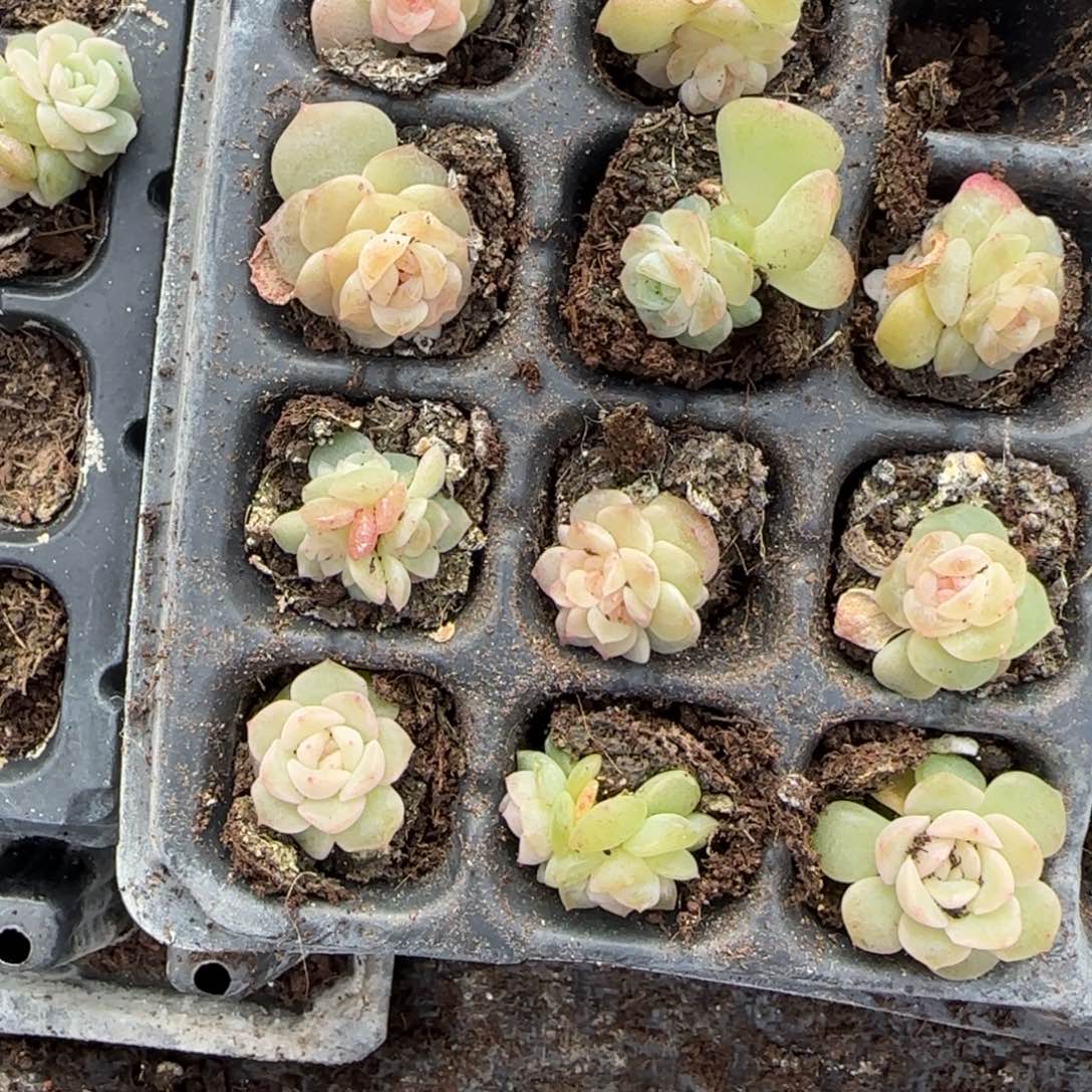 小谪仙穴一个满25包邮