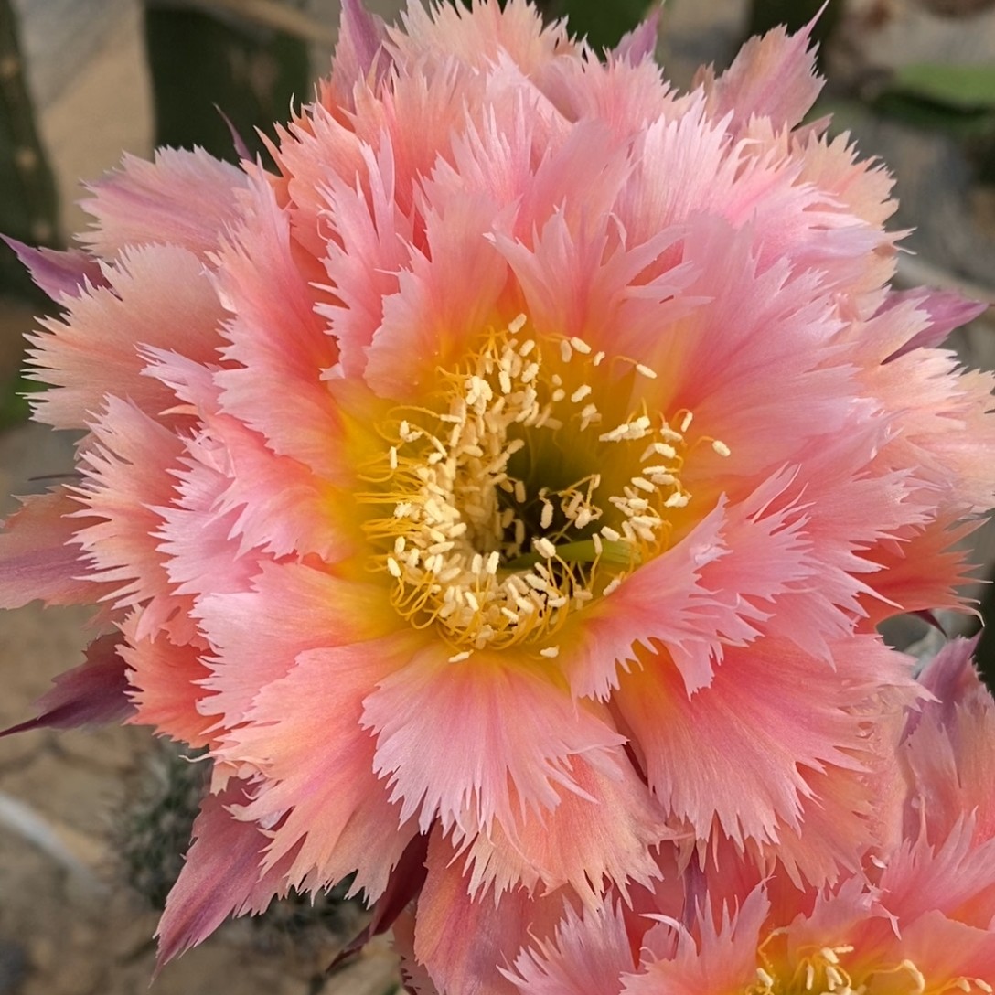 凤羽1号 无根歪侧芽4公分以上 温差不同颜色稍有差异，介意勿拍！