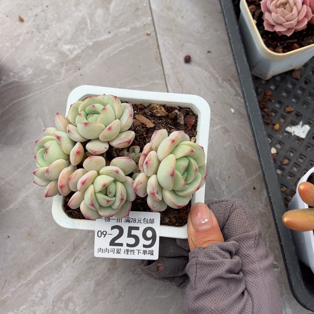 白底香草老桩多肉多肉多肉多肉