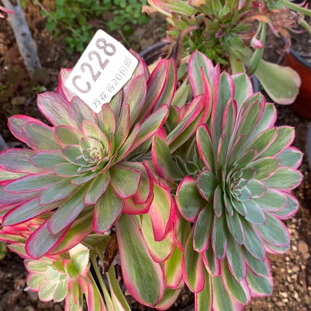 228倾城变异砍过多肉植物