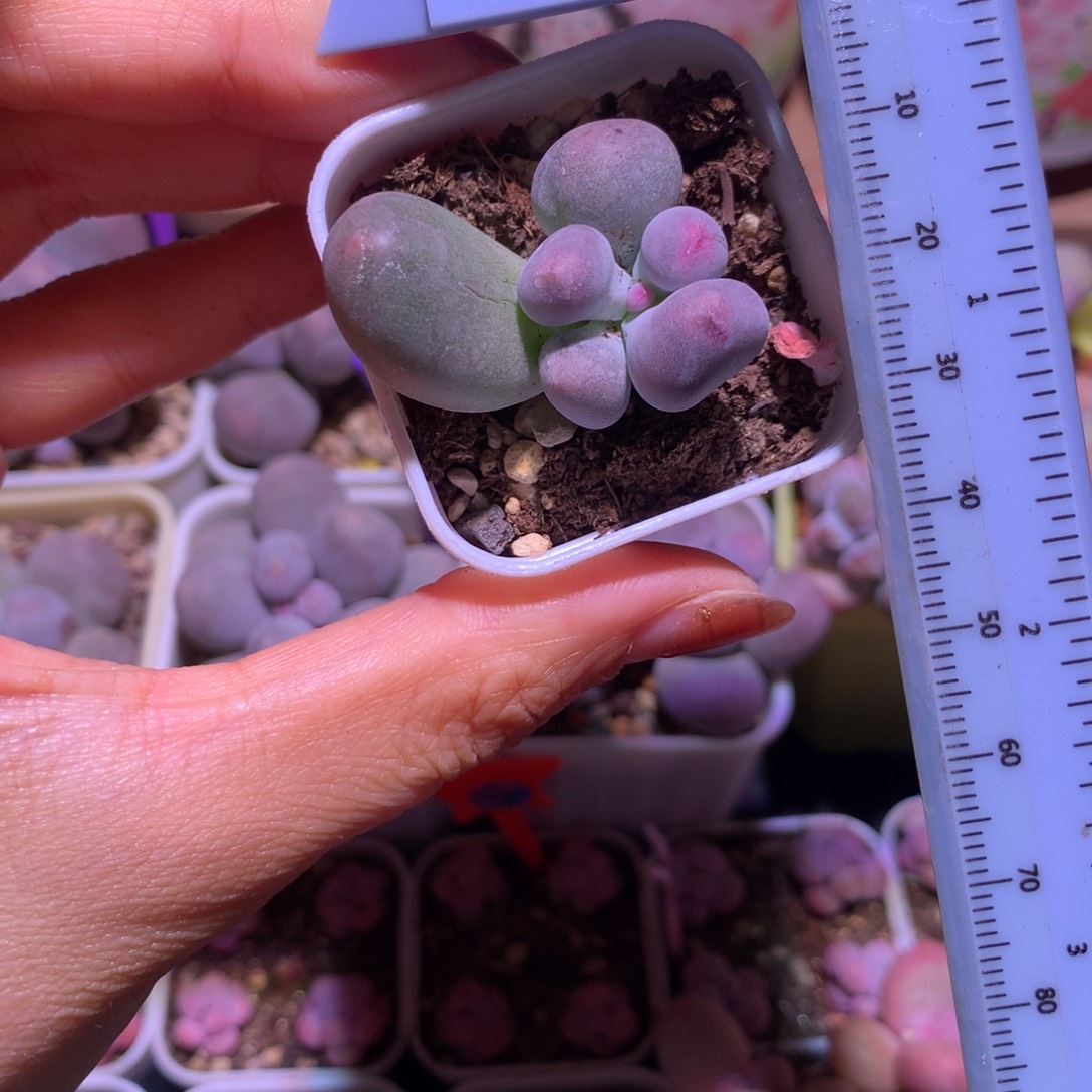 米可奶 不凑满28元发一片叶 不售后 到付