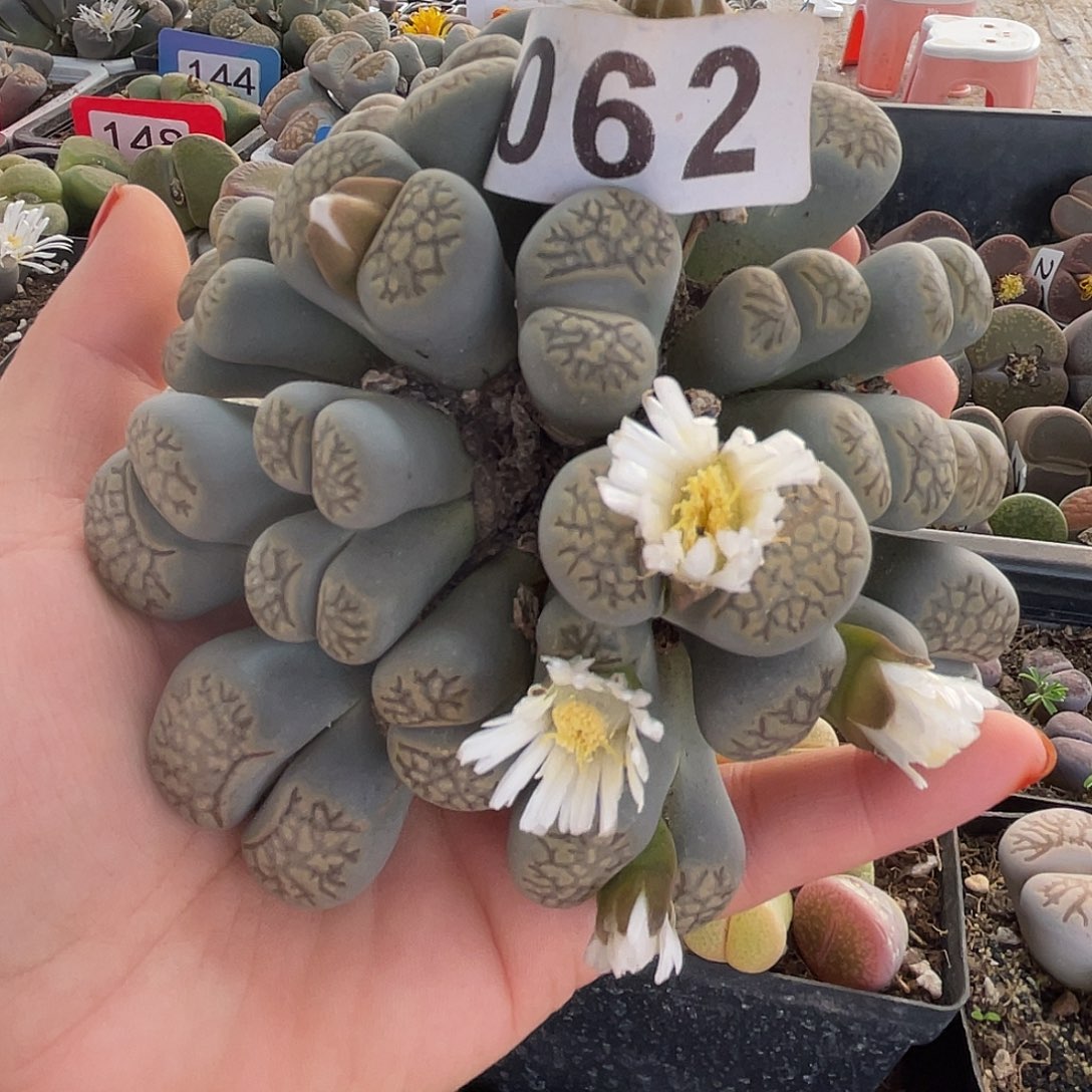 生石花一颗25头062