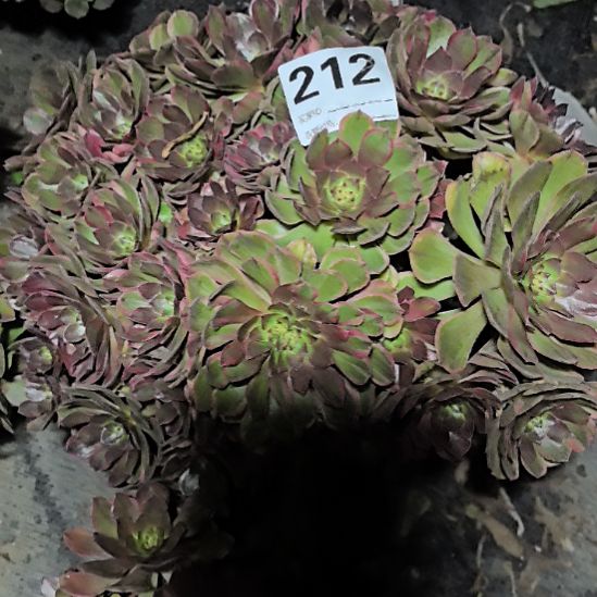 212万七彩法师3-2