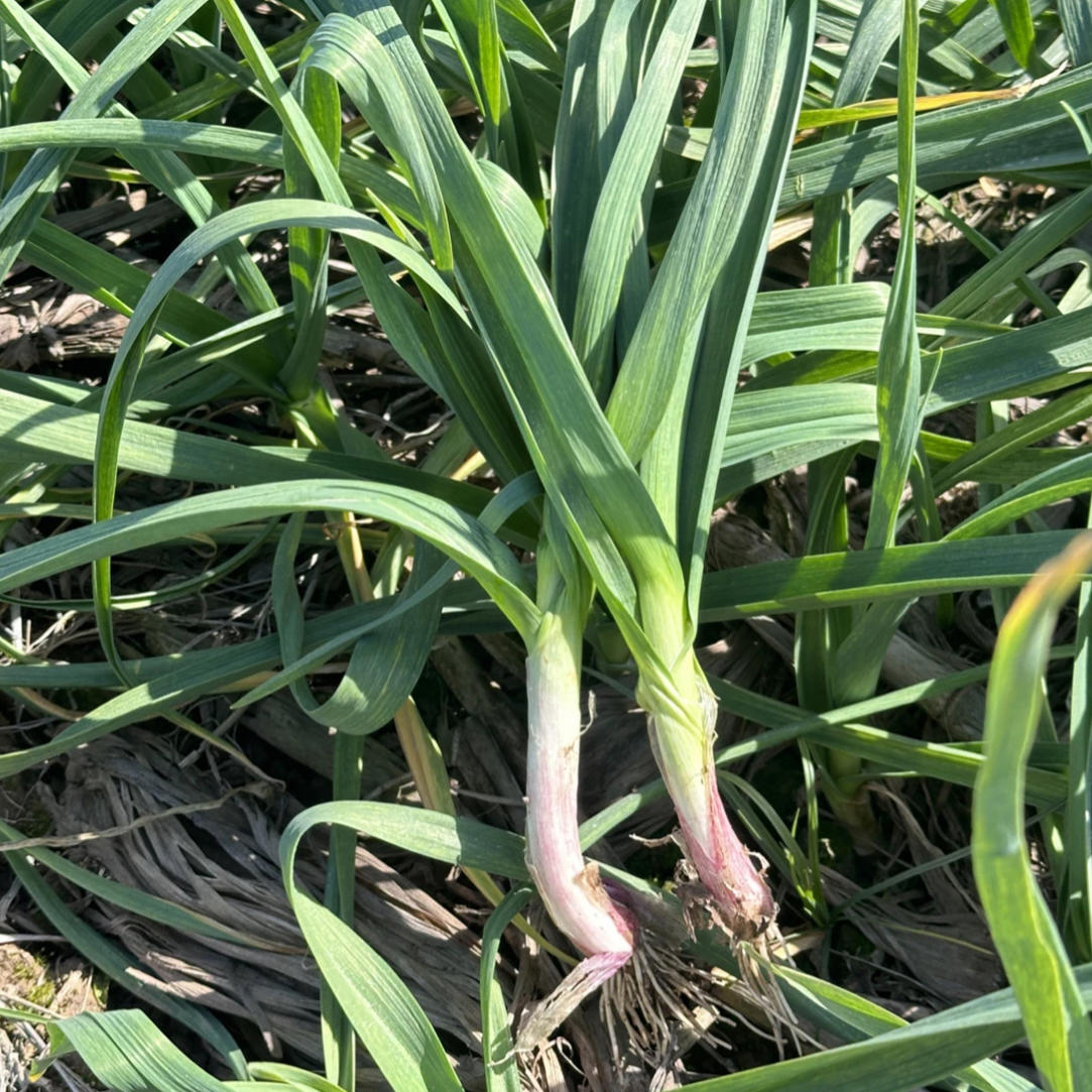 红根蒜苗新鲜现发红根露天农家自种应季蔬菜调味蒜香味
