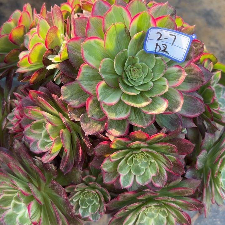 莲花多肉断枝不包2