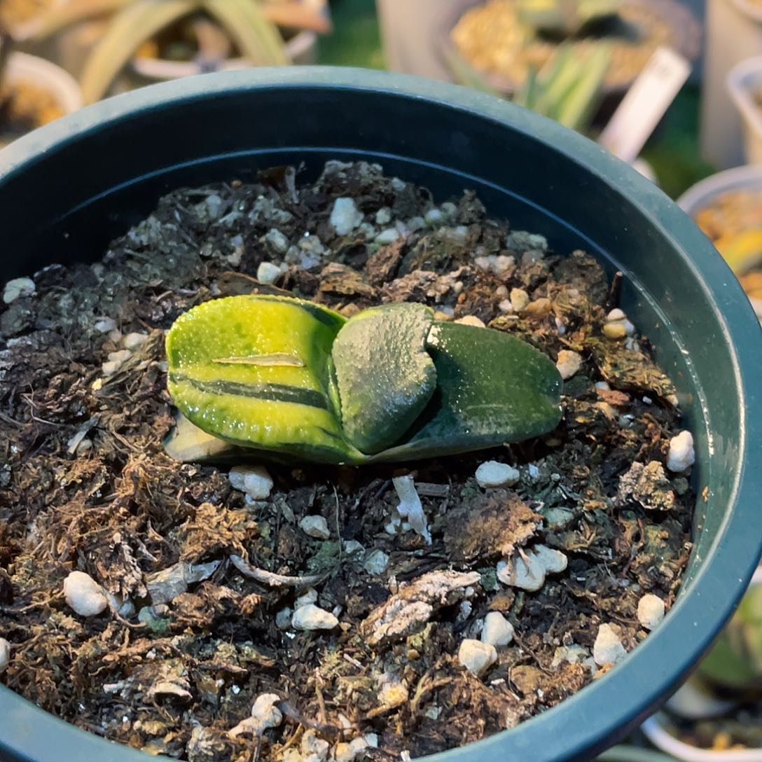 花***友鲨鱼掌锦脱土发货