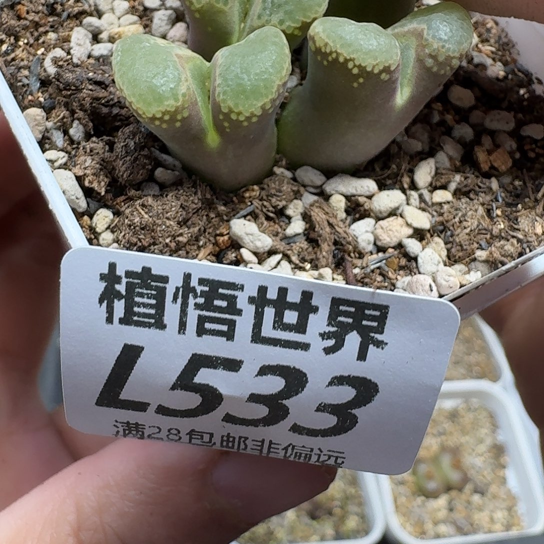 多肉植物的润泽fgh