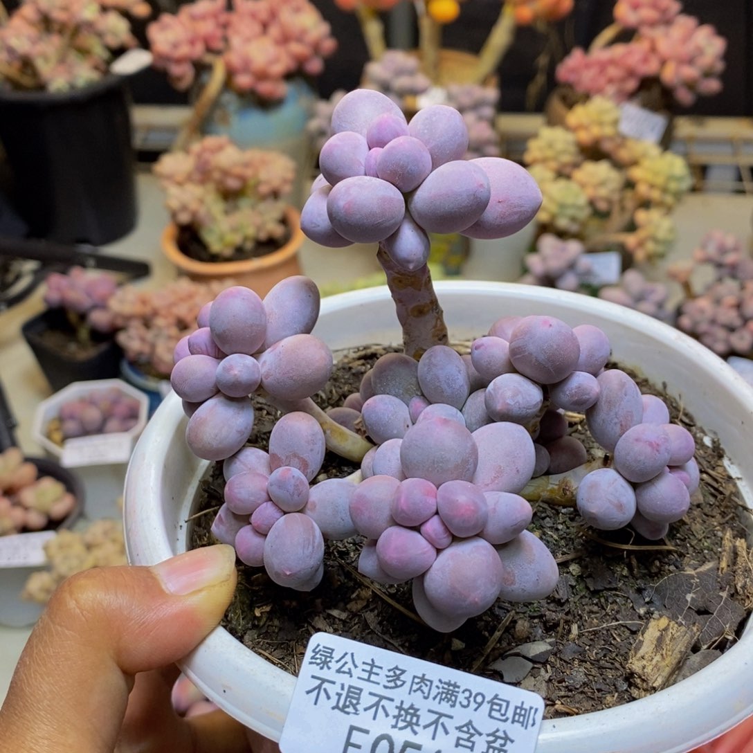 051香水手指奶多肉9c m