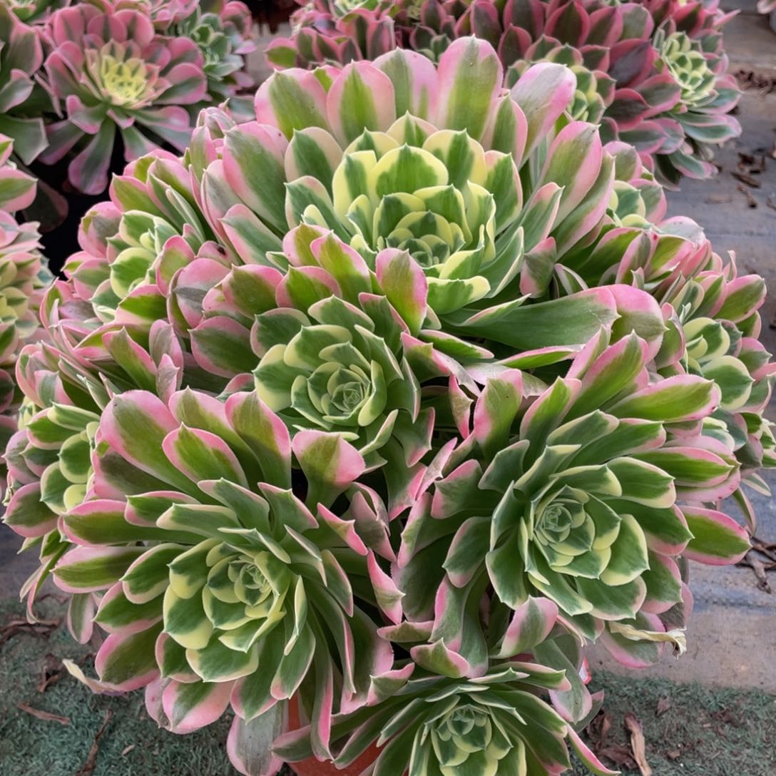 815大白凤精品法师多肉