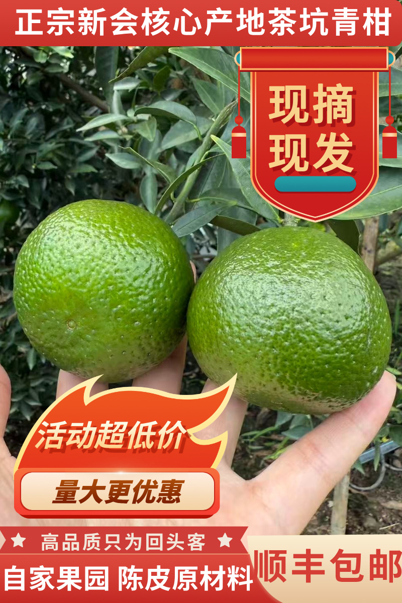 2025年新会核心产地茶坑茶枝柑大青果新会陈皮原材料源头现摘现发