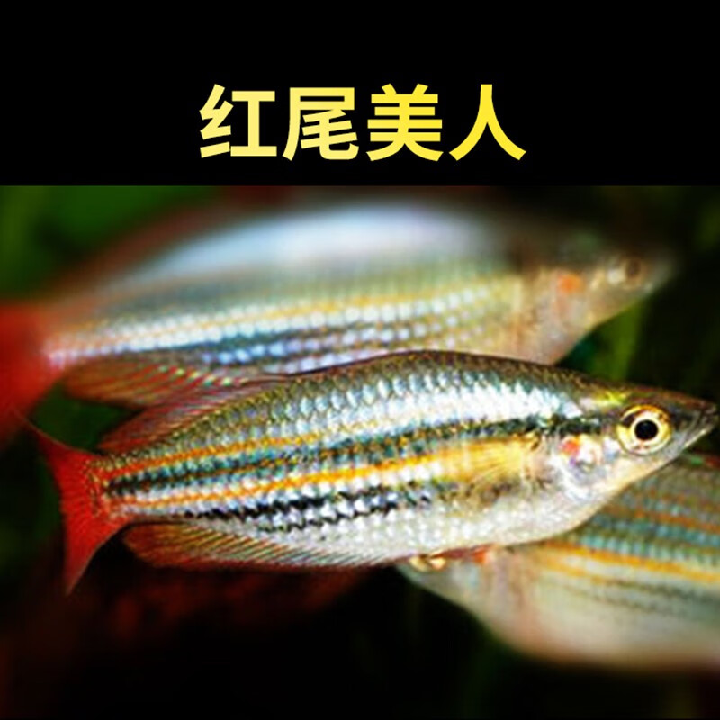 红尾美人美人系列淡水鱼草缸可混养皮实耐活