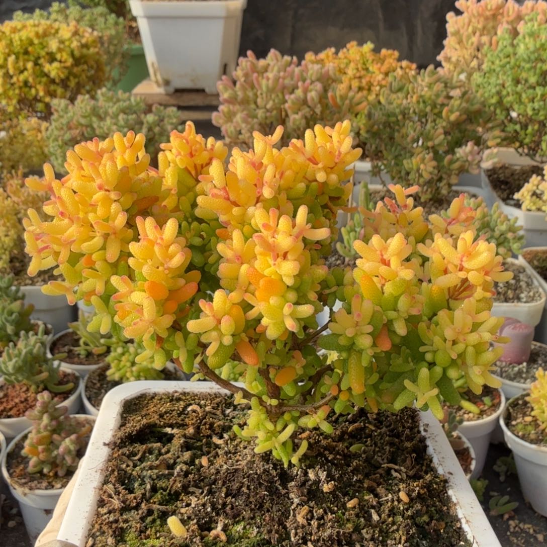 A037糖球3号锦枝干