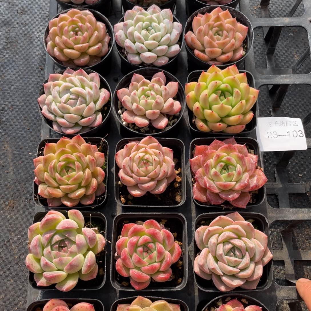 一物一拍18颗23-103