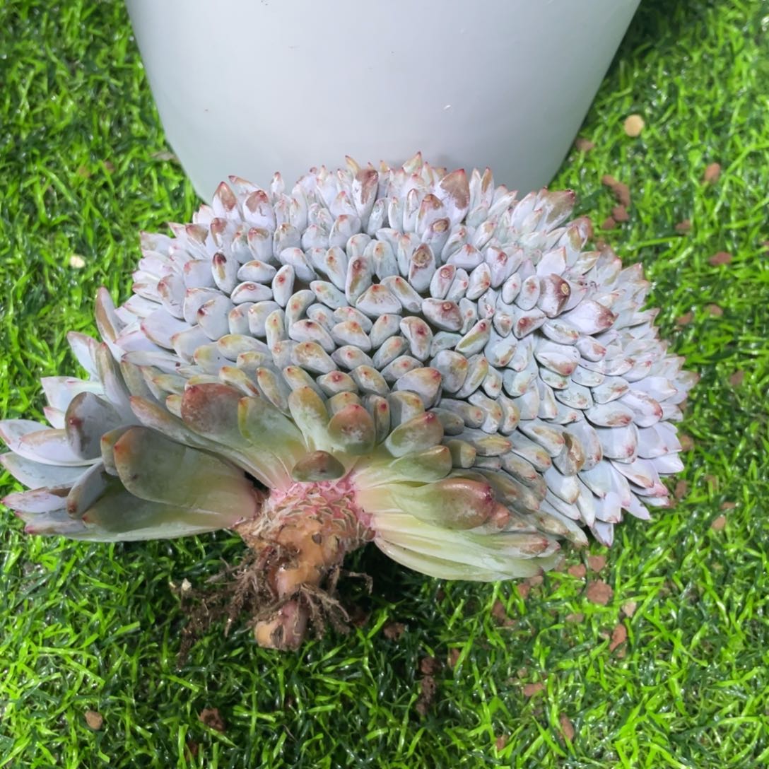 8****星影底切肉哥发货