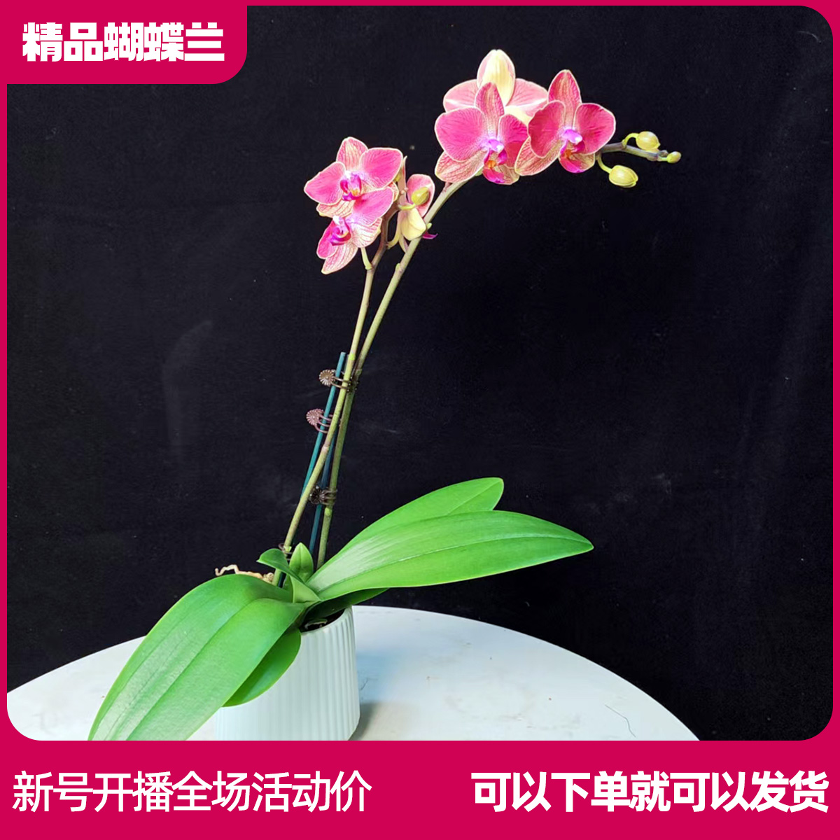 【妈妈加油B01】任意两颗包邮 只拍一颗默认【发苗】